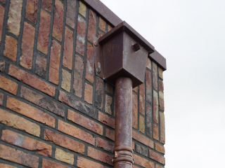 Koper op riet in Woudenberg